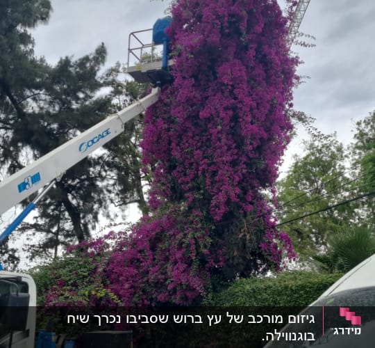 אדם במנוף גוזם שיחים סגולים גבוהים